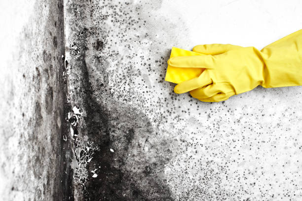 Professional Mold Removal in Kings Bay Base, GA