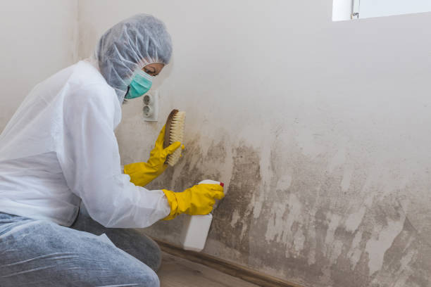 Mold Removal Process in Kings Bay Base, GA