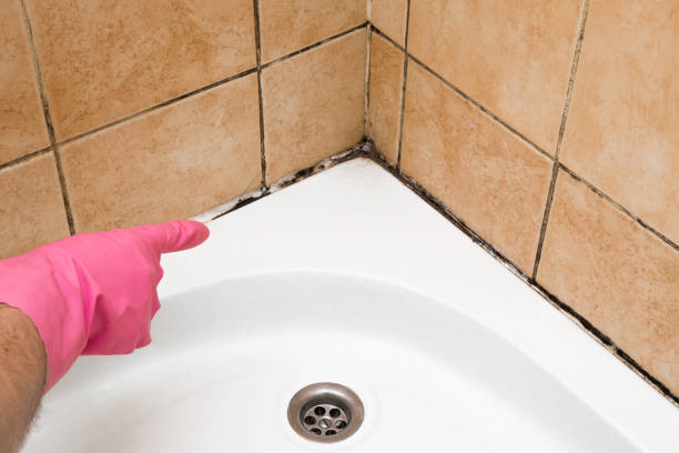 Home Mold Removal in Kings Bay Base, GA